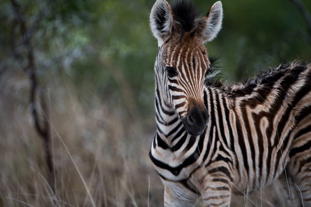 Young zebra