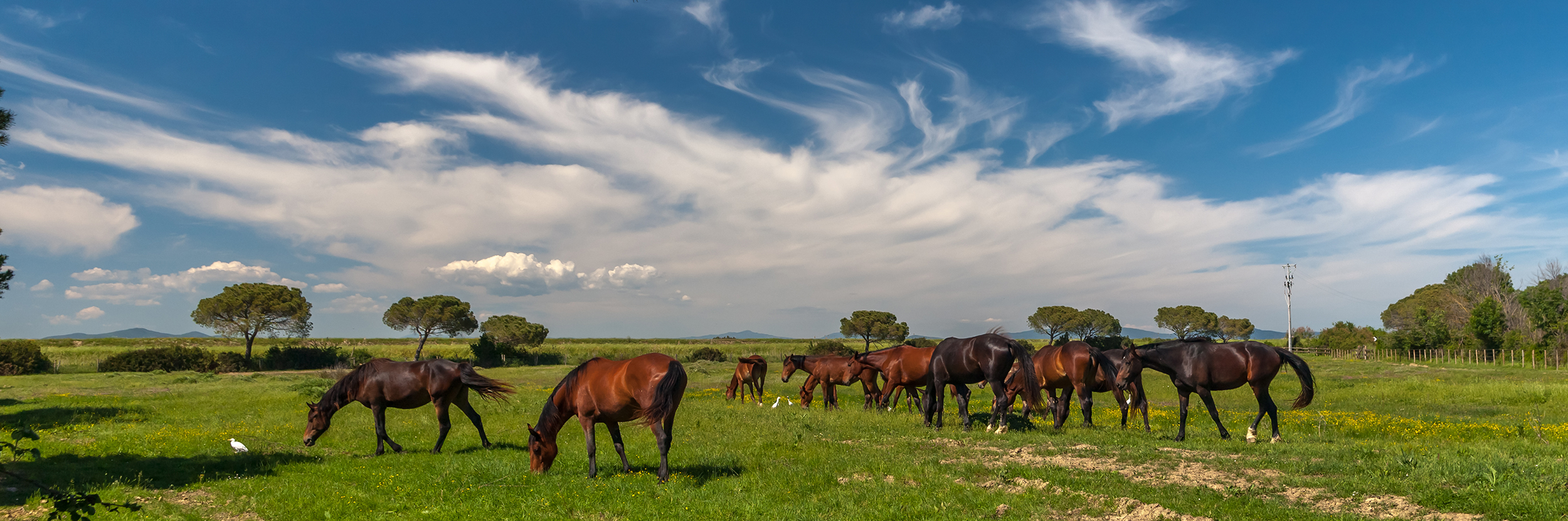 A panorama of a dozen brown horses grazing in a field